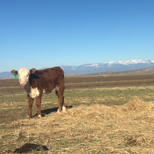 Bennett Land and Cattle - For Sale page - 1